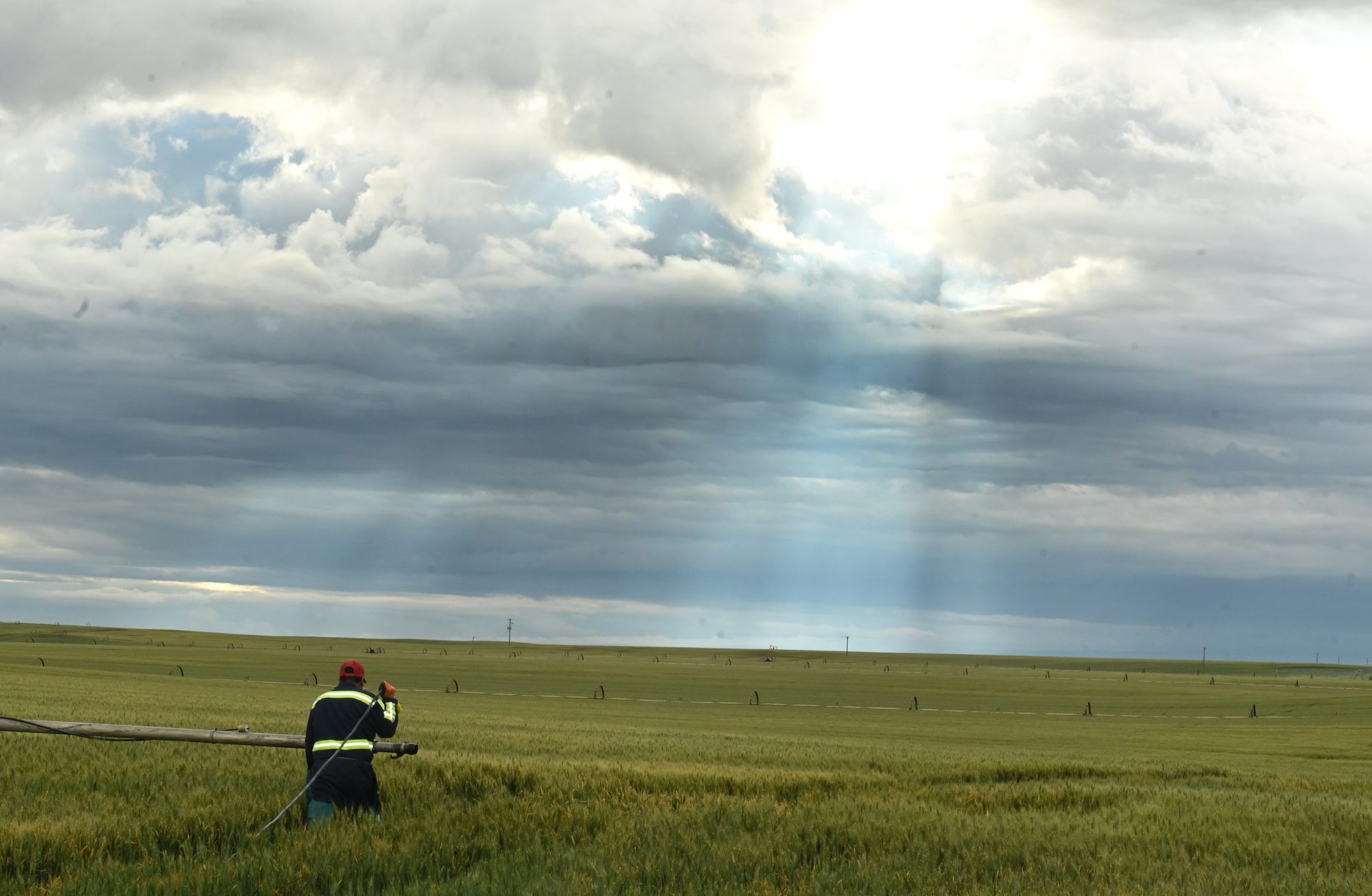 A farmhand carrying irrigation pipe through a green wheat field under a cloudy Idaho sky